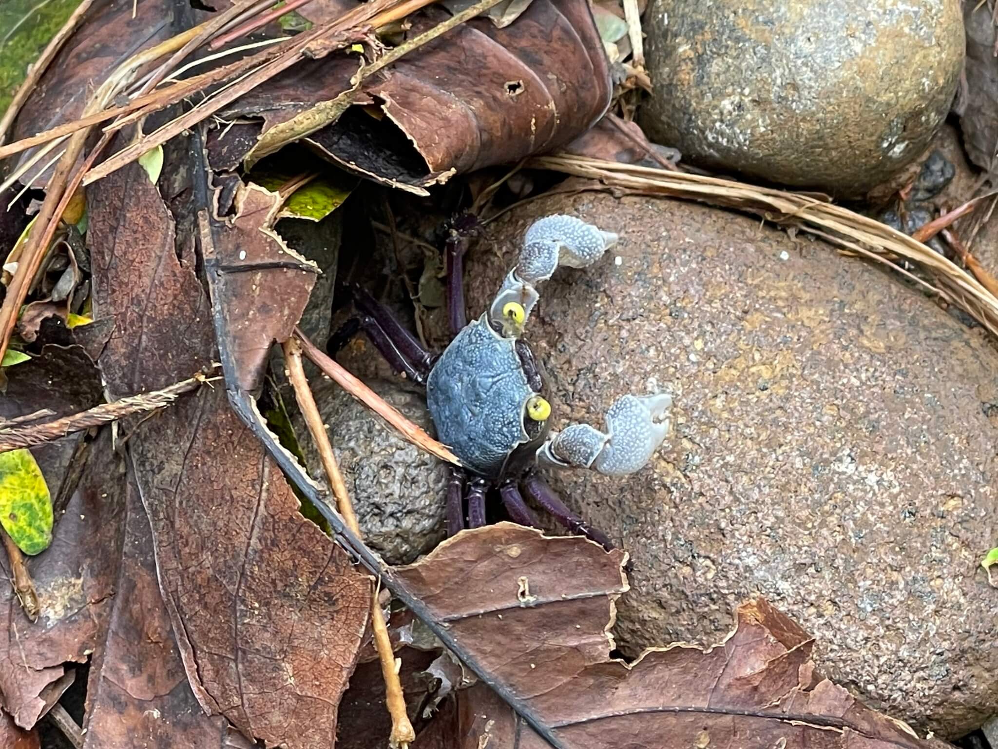 Geosesarma sp. Purple Haze | Vampire Crab