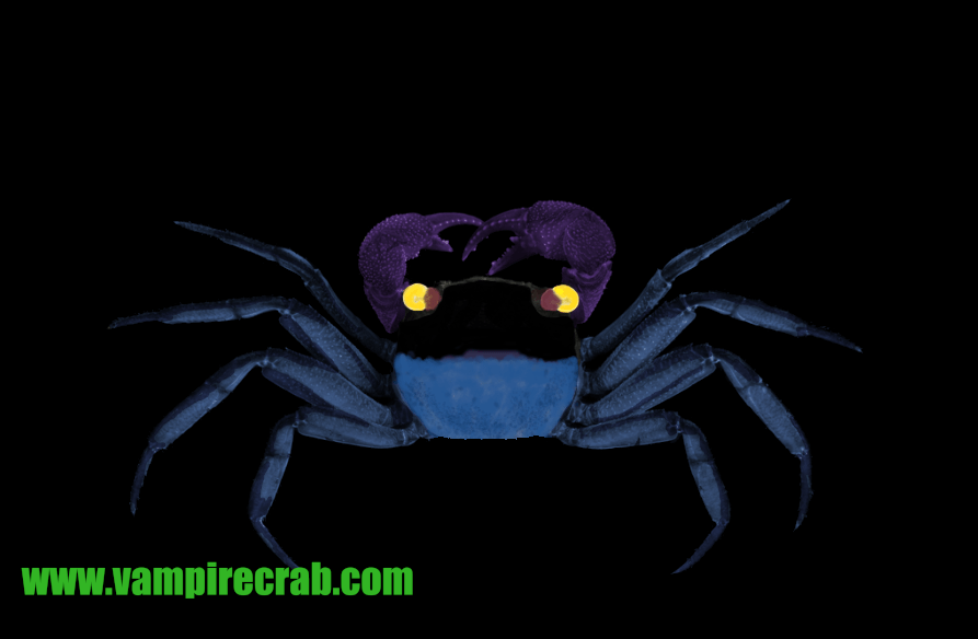 Geosesarma sp. Blue Devil