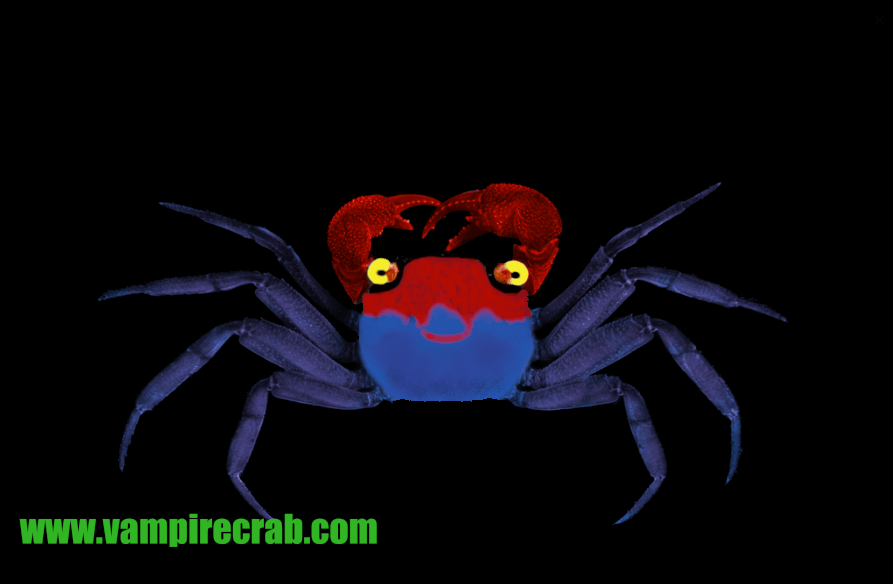 Geosesarma sp. Ronin