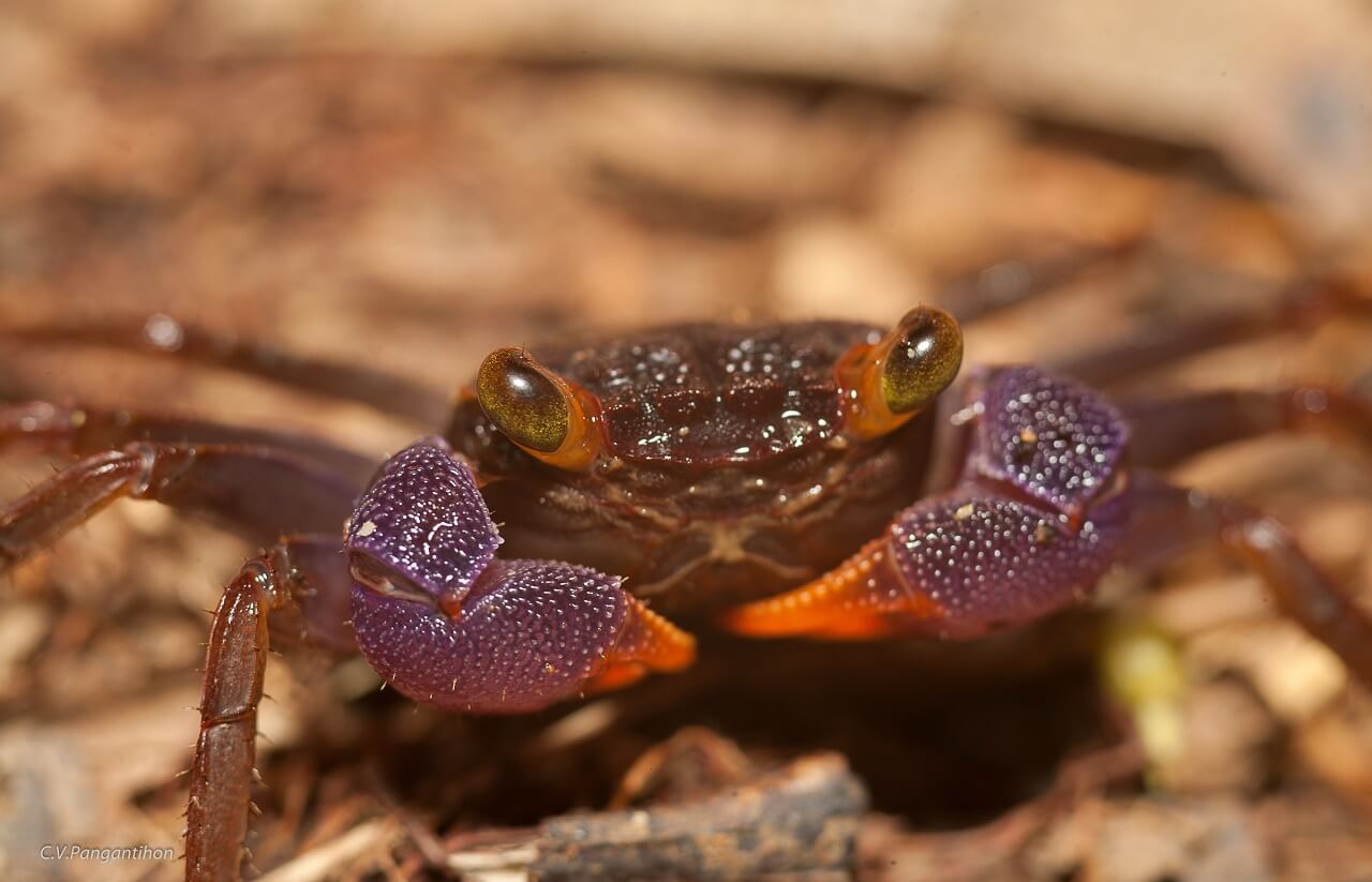 Geosesarma spectrum | Vampire Crab