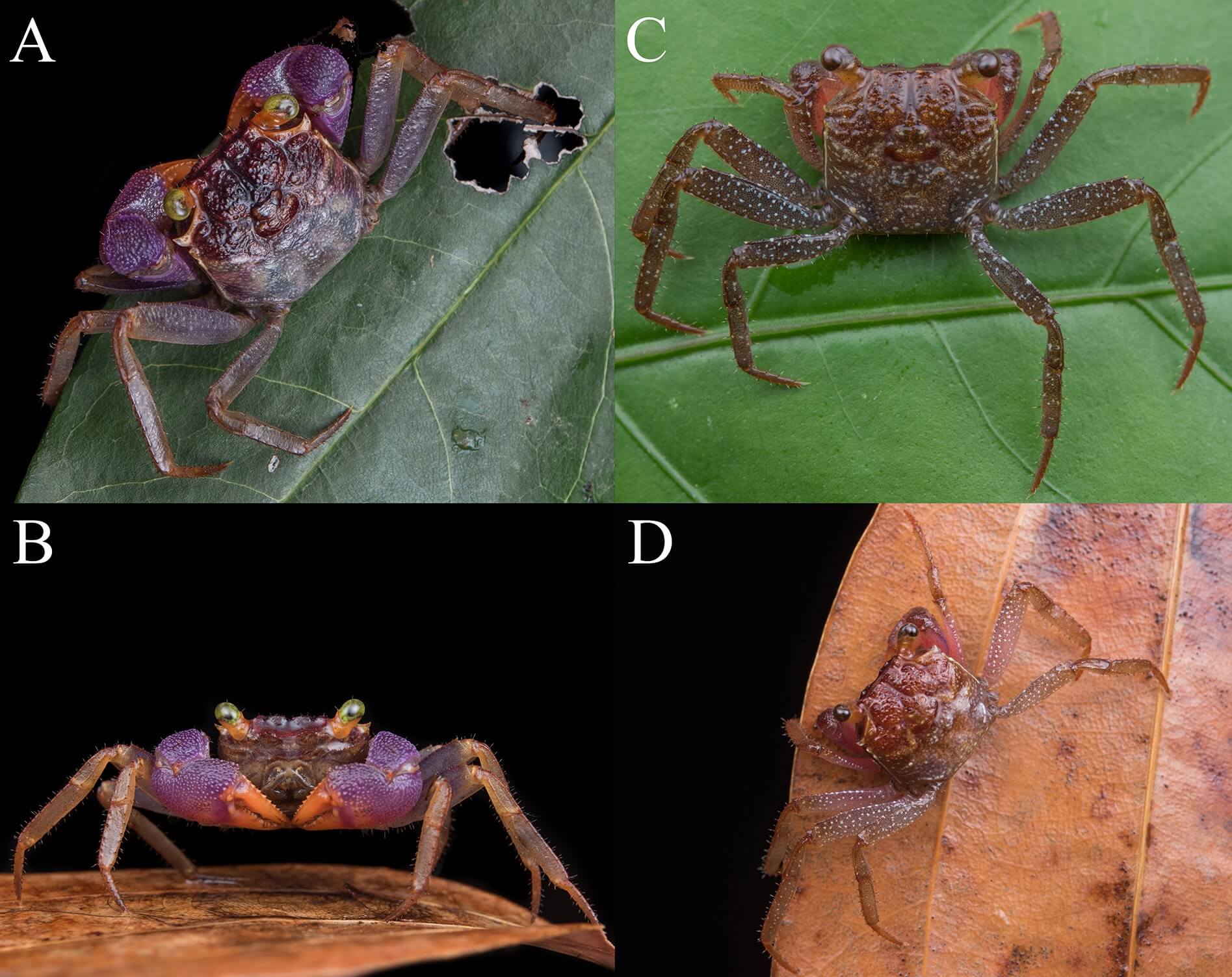 Geosesarma spectrum | Vampire Crab